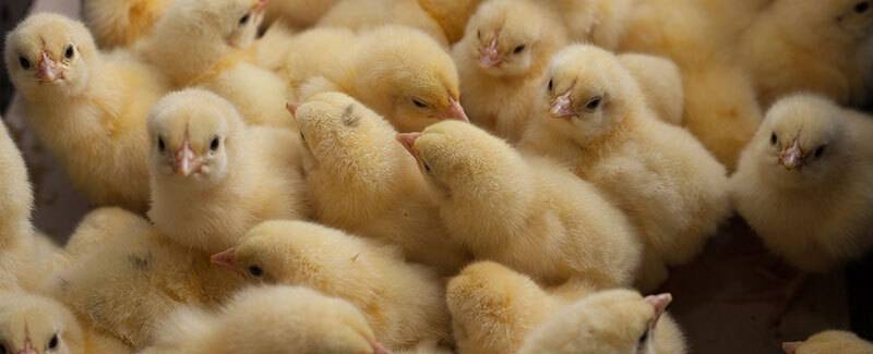 Little yellow chicks in a box at the farm