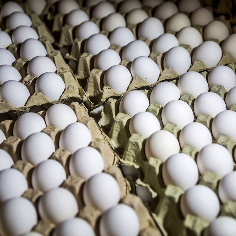 Multiple white eggs in cartons